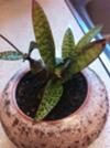 thumb_is-this-a-sansevieria-21555600-1
