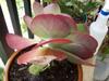 thumb_kalanchoe-plant-is-leaning-forward-21720979