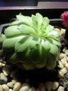 thumb_looks-like-a-sempervivum-but-the-leaves-point-downward-21729475-1.