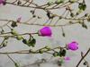 
thumb_low-round-succulent-plant-with-pink-flowers-on-on-thin-frail-stalks-21664960