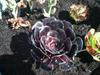 thumb_multiple-echeveria-a-gift-from-california-21665018