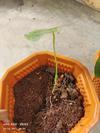 thumb_my-anthurium-is-not-doing-well-21947975