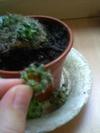 thumb_my-cactus-21677360