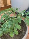 thumb_my-poor-tomato-plants-21947266
