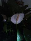 thumb_mysterious-whit-flowered-plant-21706335.