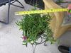 thumb_mystery-succulent-in-hanging-basket-bought-at-farmers-market-21718379
