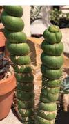 thumb_mystery-succulent-or-cactus-21886761