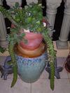 thumb_need-a-name-for-my-interesting-succulent-plant-21886538