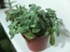 thumb_need-help-to-identify-some-succulents-21656728