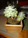 thumb_new-addition-to-my-succulent-collection-21675612