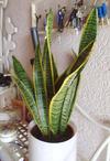 thumb_over-watered-sansevieria-21915672