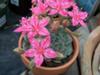 thumb_pink-flowered-succulent-21529653