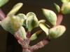 thumb_portulacaria-afra-variegata-black-leaves-21698420-1