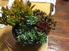 
thumb_pot-of-unidentified-succulents-21789575