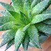thumb_prickly-and-green-unknown-21810146