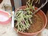 thumb_rescued-plant-maybe-a-sarcocornia-or-rhipsalis-21662996