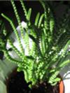 thumb_seaweedlike-succulent-21568189