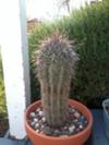 thumb_sharp-1inch-spikes-on-a-round-foot-high-cactus-21629177