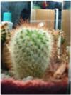 thumb_small-and-spiny-21442019