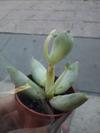 thumb_small-green-succulent-21783488-1