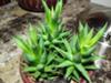 thumb_small-rich-green-succulent-that-looks-to-be-in-the-aloe-genus-21416542-1