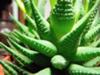 thumb_small-rich-green-succulent-that-looks-to-be-in-the-aloe-genus-21416544