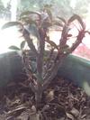 thumb_small-tree-looking-succulent-with-spines-21728230-1