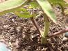 thumb_small-treelike-succulent-please-help-identify-21729492