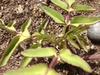 thumb_small-treelike-succulent-please-help-identify-21729493