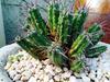 thumb_small-unknown-succulent-21804271-1