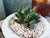 thumb_small-unknown-succulent-21804272