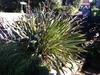 thumb_some-pictures-is-this-a-yucca-21738648