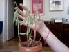 thumb_spindly-bluegreen-succulent-from-home-depot-21667744