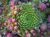 
thumb_starting-a-garden-to-include-various-species-of-cacti-and-succulents-21803132