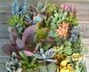 thumb_succulent-identification-please-and-thank-you-21726698-1
