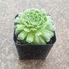 thumb_succulent-is-kind-of-webby-21806766.