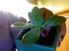 thumb_succulent-needs-care-but-no-id-21718674.