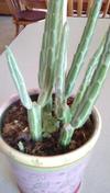 thumb_succulent-plant-21889310