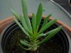 thumb_succulent-plant-discovered-on-lanzarote-canary-islands-21740391-1
