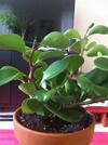 thumb_succulent-that-kind-of-looks-like-a-giant-jade-plant-21723704