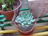 
thumb_succulent-with-frosted-texture-21658967.