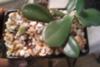 thumb_succulent-with-thick-leaves-and-a-thick-trunk-21583074
