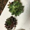 thumb_succulents-from-germany-21889244