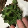 thumb_succulents-from-germany-21889245