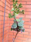 thumb_tall-succulent-unidentified-21790139