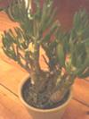 thumb_thick-stemmed-succulent-plant-21443272-1