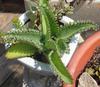 thumb_tis-a-mystery-succulent-to-me-21783367
