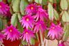 thumb_trailing-cactus-with-pink-flowers-maybe-from-philippines-21856177