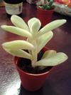 thumb_two-different-succulents-bought-from-cvs-21716660