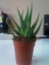 thumb_two-unidentified-plants-that-i-bought-at-walgreens-21656383.